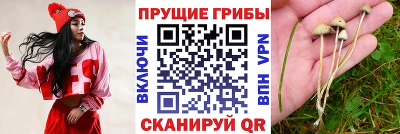 Псилоцибиновые грибы Cubensis Сосновка